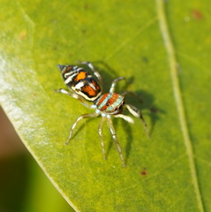 Cosmophasis micarioides