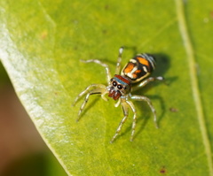Cosmophasis micarioides