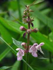 Stachys latidens