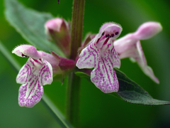Stachys latidens