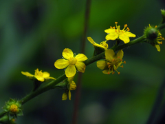 Agrimonia microcarpa