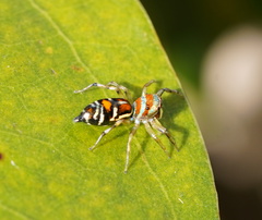 Cosmophasis micarioides