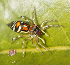 Cosmophasis micarioides