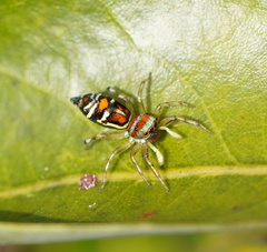 Cosmophasis micarioides