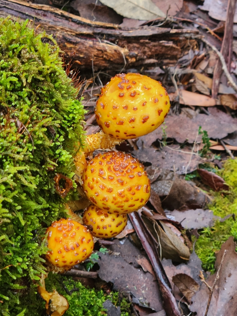 Pholiota aurivella · April 2025 · photo: © yoavdanielbarness (iNaturalist, cc-by)