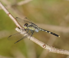 Diplacodes trivialis