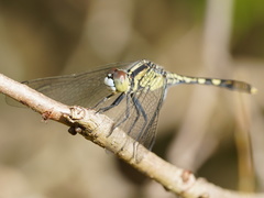 Diplacodes trivialis