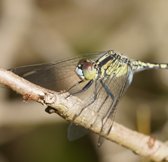 Diplacodes trivialis