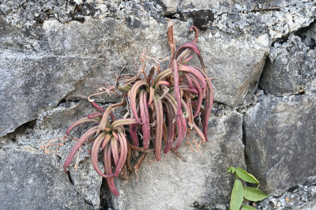Primulina longgangensis (Primulina longgangensis)