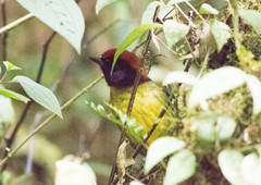 Atlapetes melanolaemus