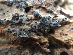 Berkleasmium concinnum