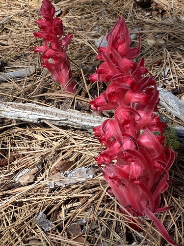 iNaturalist observation photo of Snowplant