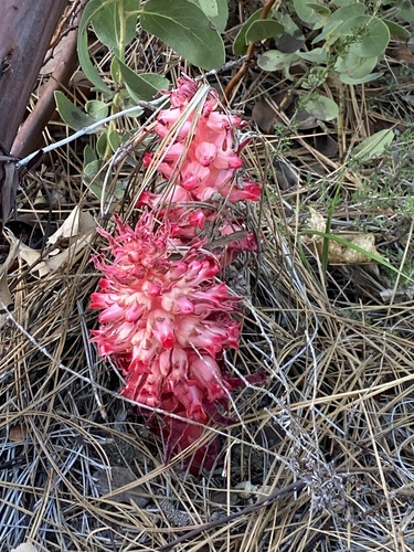 iNaturalist observation photo of Snowplant