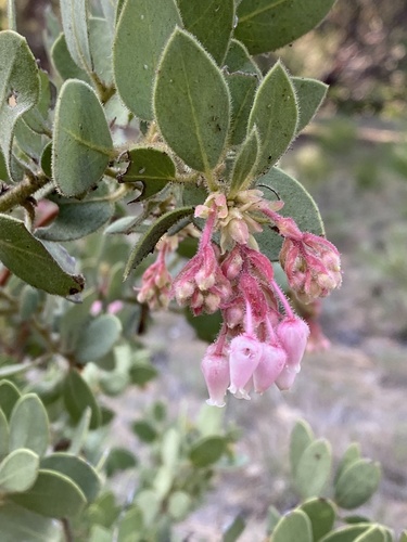 iNaturalist observation photo of Pringle's manzanita