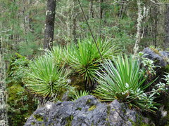 Agave gracielae