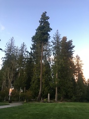 Pseudotsuga menziesii