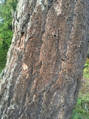 Pseudotsuga menziesii