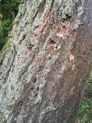 Pseudotsuga menziesii