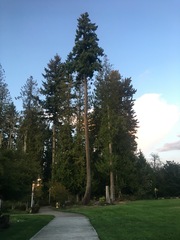 Pseudotsuga menziesii