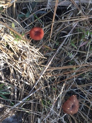 Laccaria trichodermophora