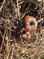 Laccaria trichodermophora