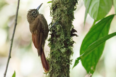 Xiphorhynchus triangularis