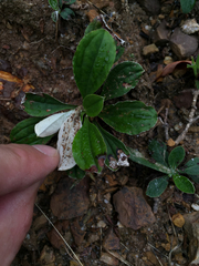 Antennaria plantaginifolia