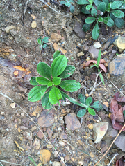 Antennaria plantaginifolia