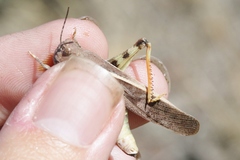 Cratypedes neglectus