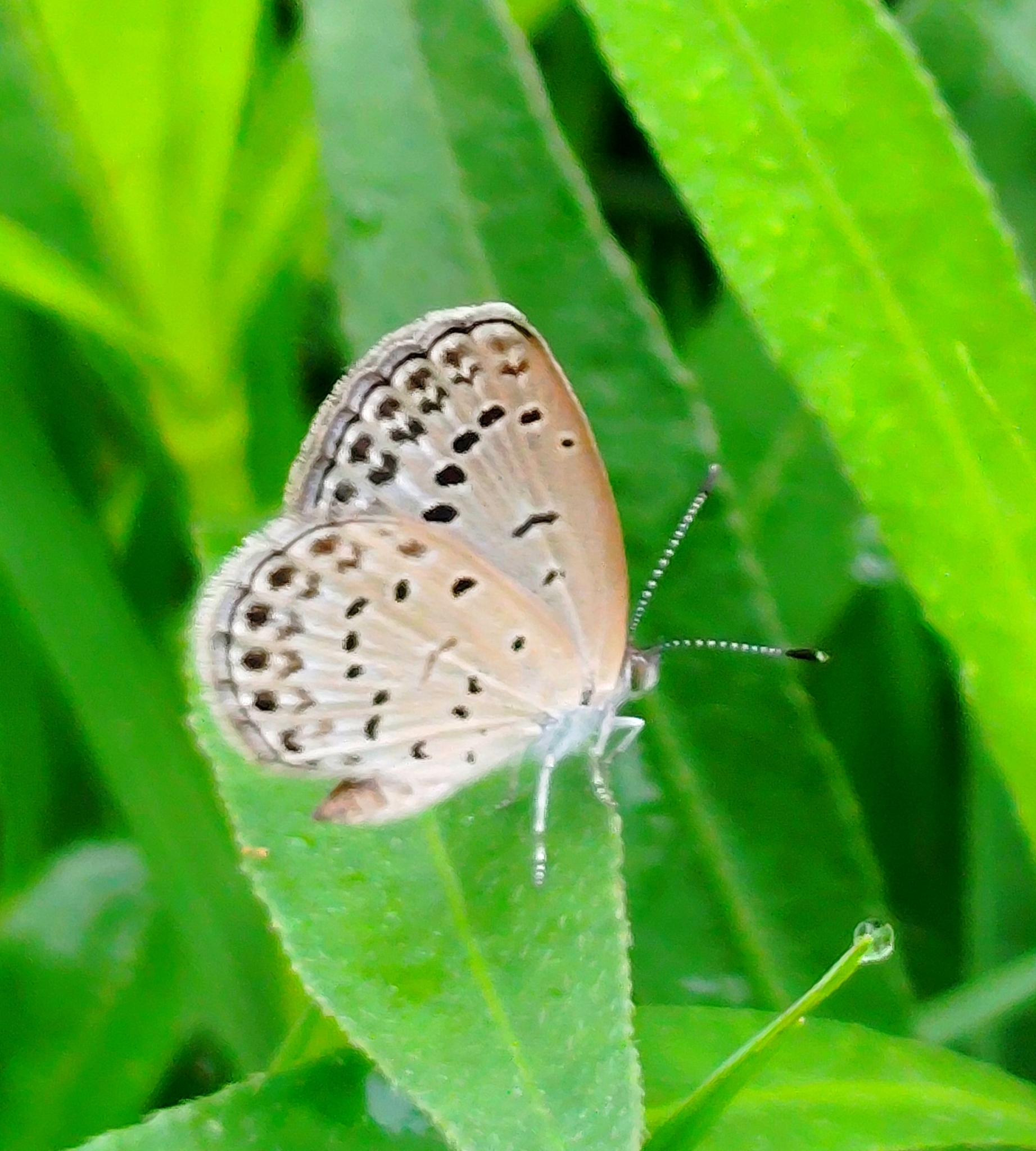 Pale Grass Blue
