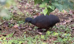 Crypturellus obsoletus