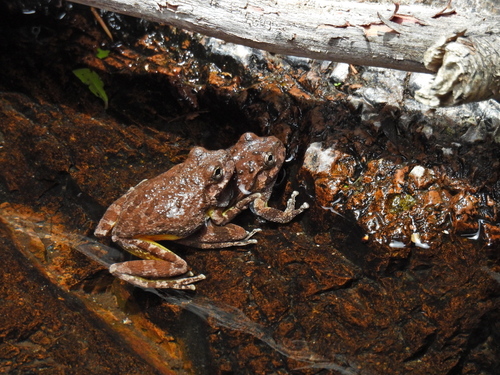 Canyon Tree Frog photographed in New Mexico