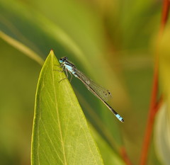 Ischnura heterosticta