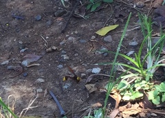 Delta pyriforme pyriforme