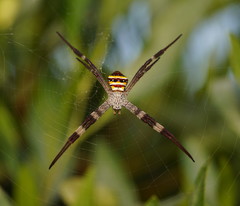 Argiope aetherea