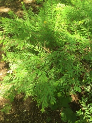 Phyllanthus myrtifolius