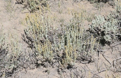 Artemisia rothrockii