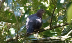 Patagioenas plumbea