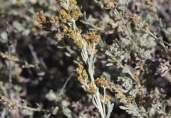 Artemisia rothrockii