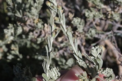 Artemisia rothrockii