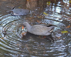 Gallinula tenebrosa