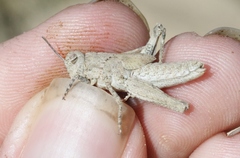 Cratypedes neglectus