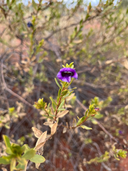 author not stated, no rights reserved Eremophila willsii, photograph author not stated, no rights reserved