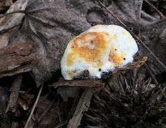 Tyromyces fumidiceps