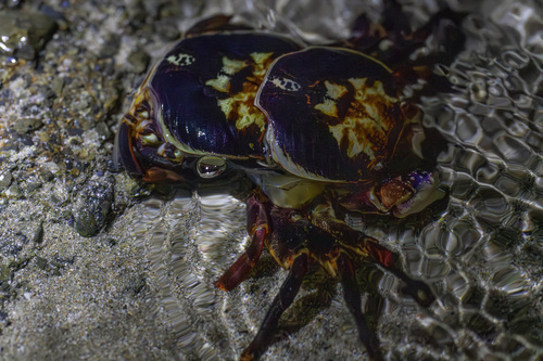 Purple Rock Crab, Auckland, New Zealand, photo 6 of 10