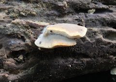 Tyromyces fumidiceps