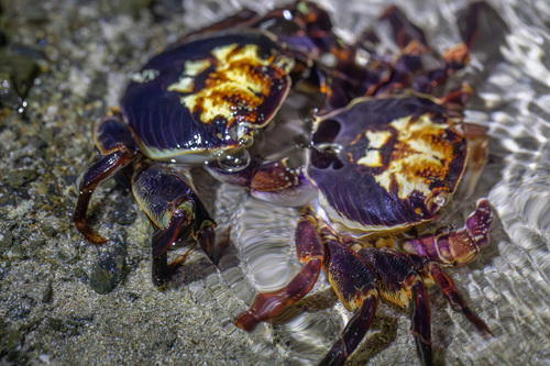 Purple Rock Crab, photo 2 of 10