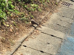 珠頸斑鳩