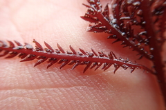 Neoptilota hypnoides