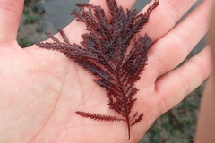 Neoptilota hypnoides